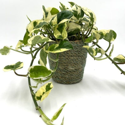 leafjoy Beautifall N'Joy Pothos in container.