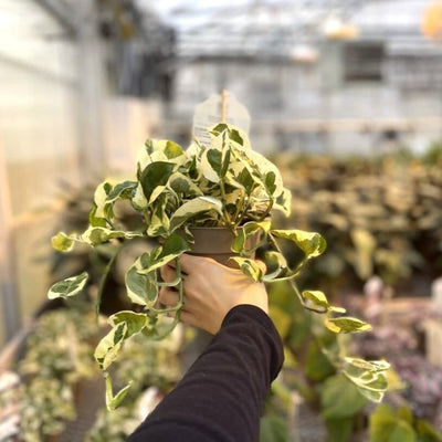 leafjoy Beautifall N'Joy Pothos in focus.