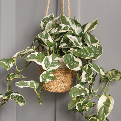 leafjoy Beautifall N'Joy Pothos in use.