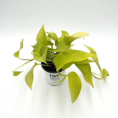 leafjoy Beautifall Off to Oz Pothos in container.