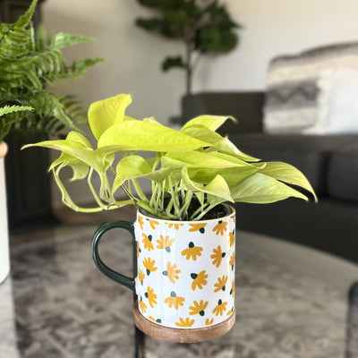 leafjoy Beautifall Off to Oz Pothos in use.