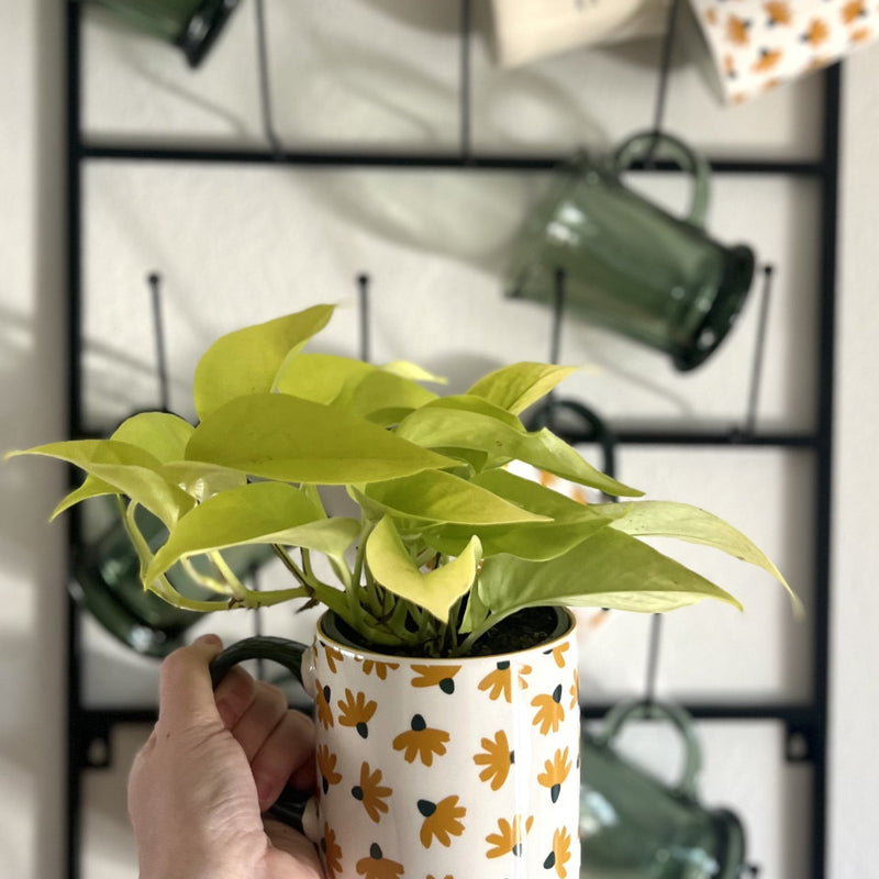 leafjoy Beautifall Off to Oz Pothos in use.