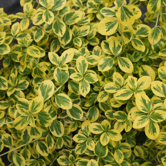 Gold Splash® Wintercreeper (Euonymus fortunei)