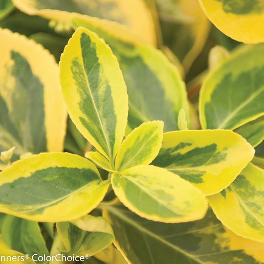 Gold Splash® Wintercreeper (Euonymus fortunei)