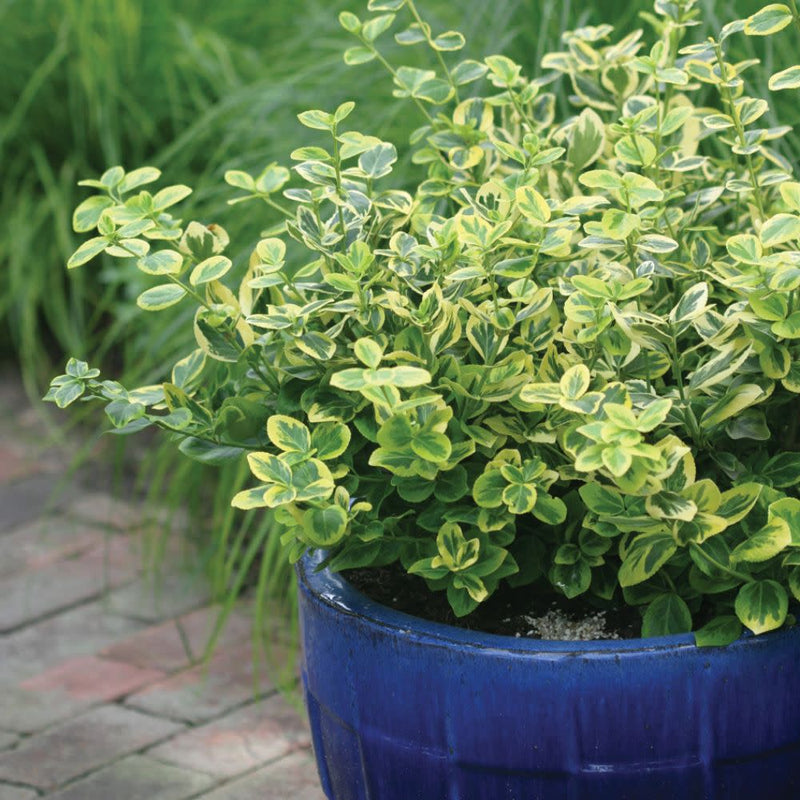 Gold Splash® Wintercreeper (Euonymus fortunei)