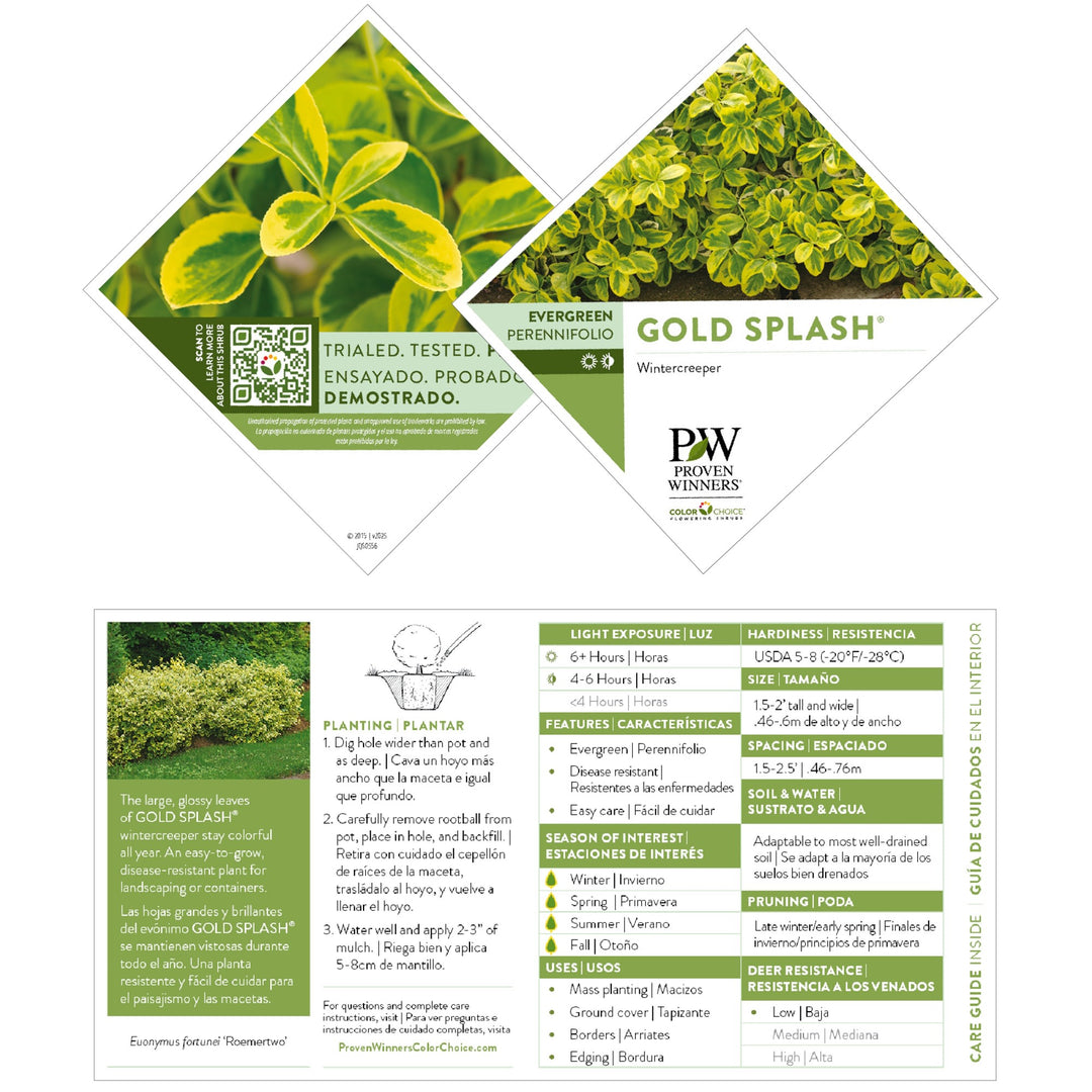 Gold Splash® Wintercreeper (Euonymus fortunei)