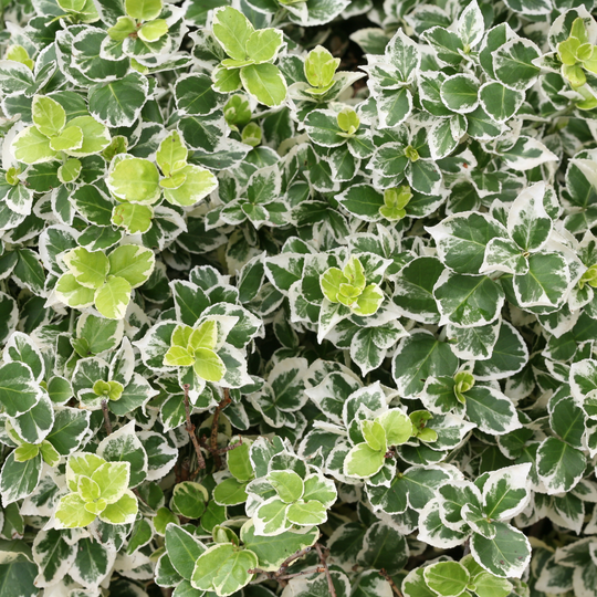 White Album® Wintercreeper (Euonymus fortunei)