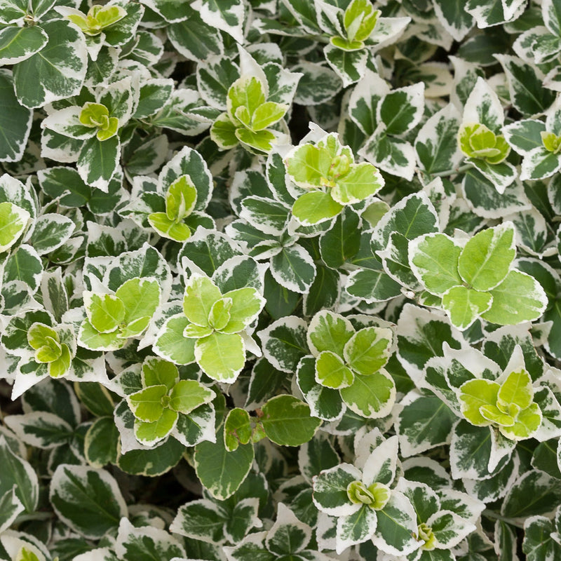 White Album Wintercreeper up close.