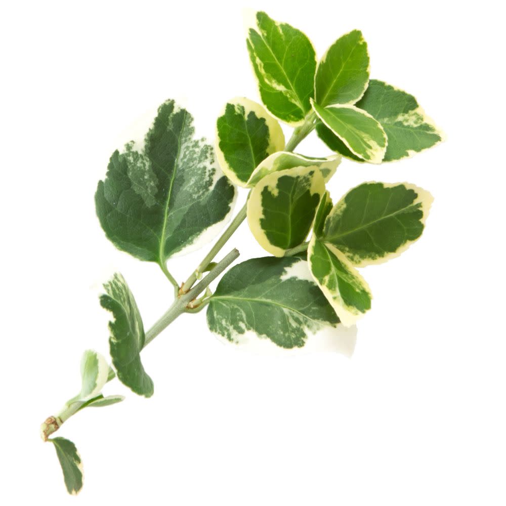 euronymous\, image size:1000x1000