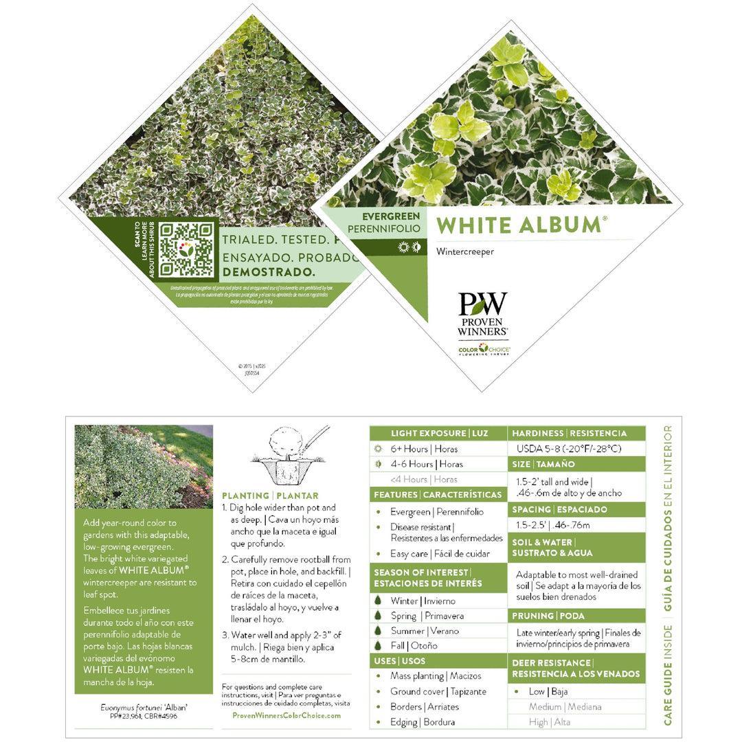 Wintercreeper | White Album® | Proven Winners® Shrubs – Proven