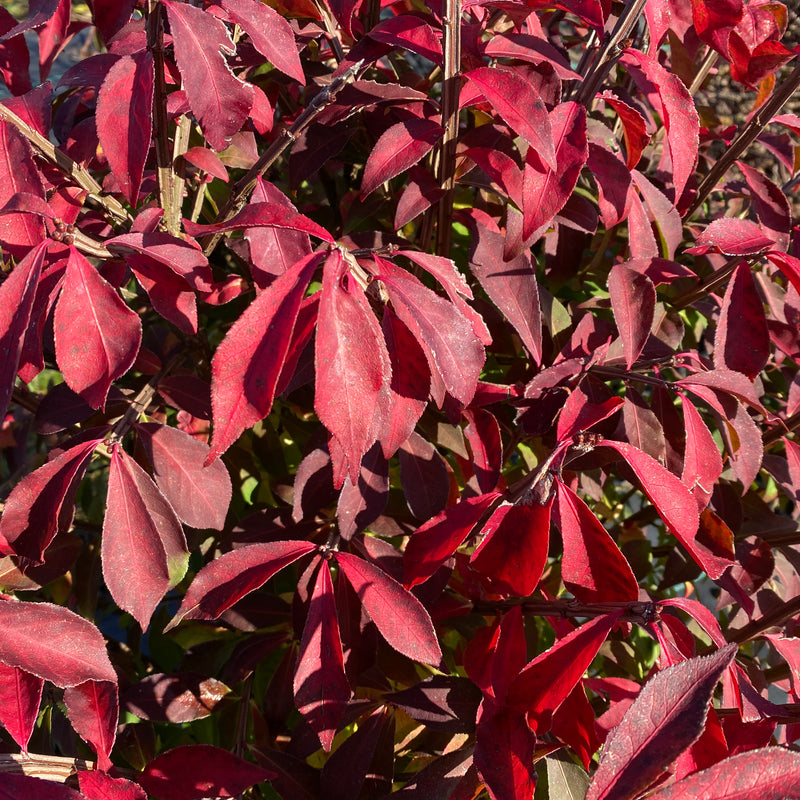 Fire Ball Seedless Burning Bush up close.