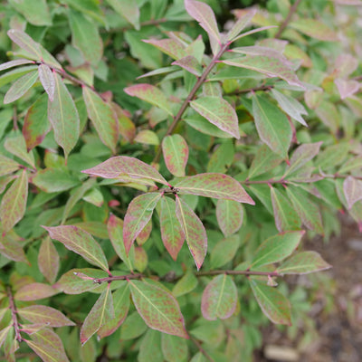 Fire Ball Seedless Burning Bush up close.