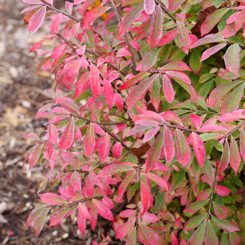 Fire Ball Seedless Burning Bush up close.