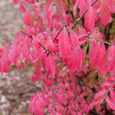 Fire Ball Seedless Burning Bush up close.