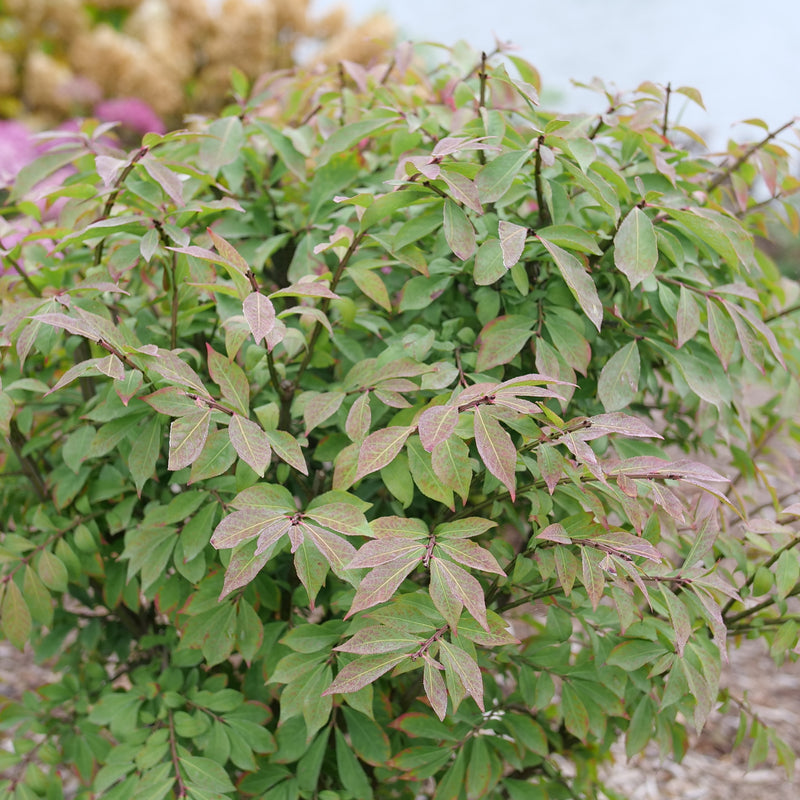 Fire Ball Seedless Burning Bush in focus.