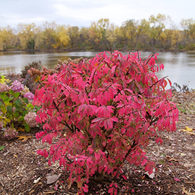 Fire Ball Seedless Burning Bush in use.