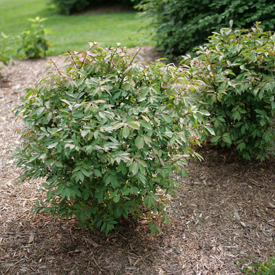 Fire Ball Seedless Burning Bush in use.