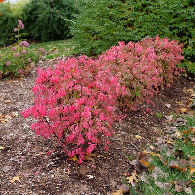 Fire Ball Seedless Burning Bush in use.