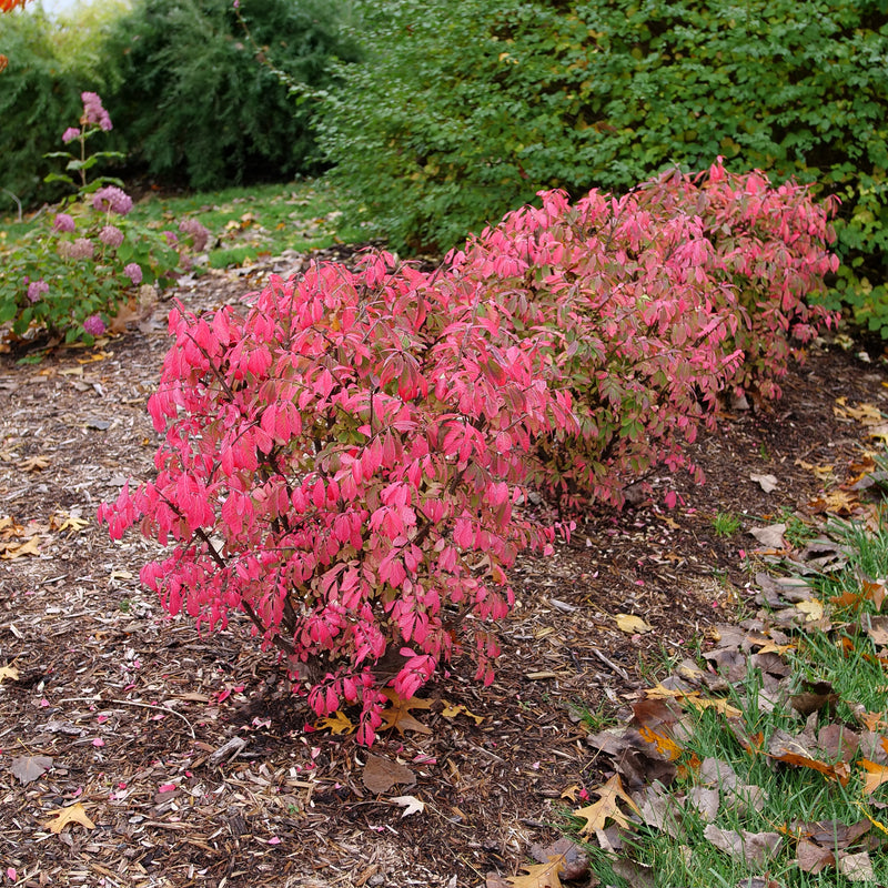 Fire Ball Seedless Burning Bush in use.