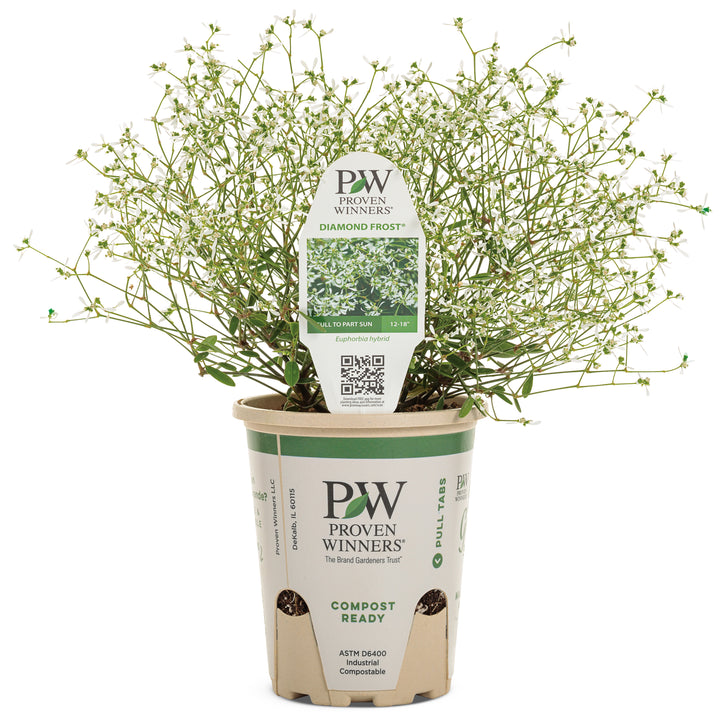 Diamond Frost® Euphorbia