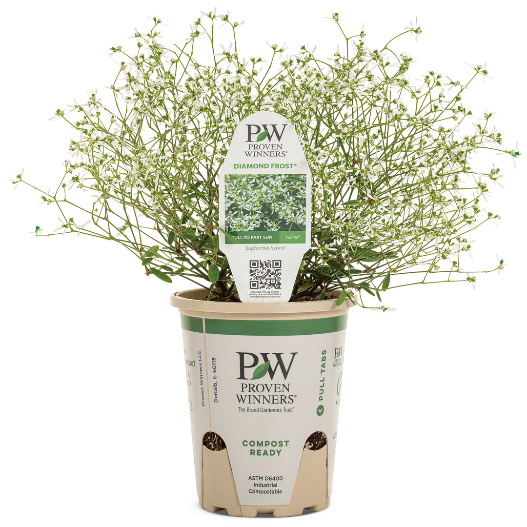 Euphorbia | Diamond Frost®
