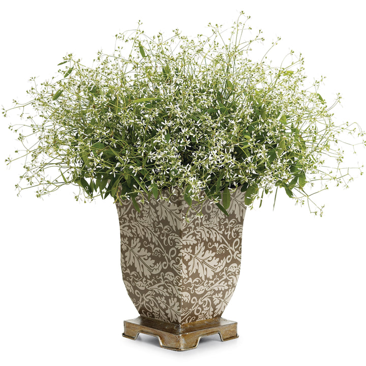 Diamond Frost® Euphorbia