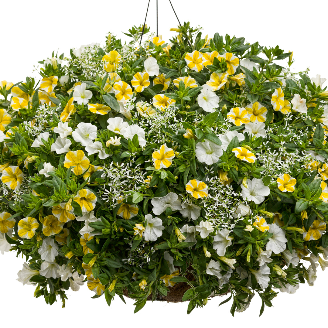 frost tolerant plants for hanging baskets Euphorbia | Diamond Frost