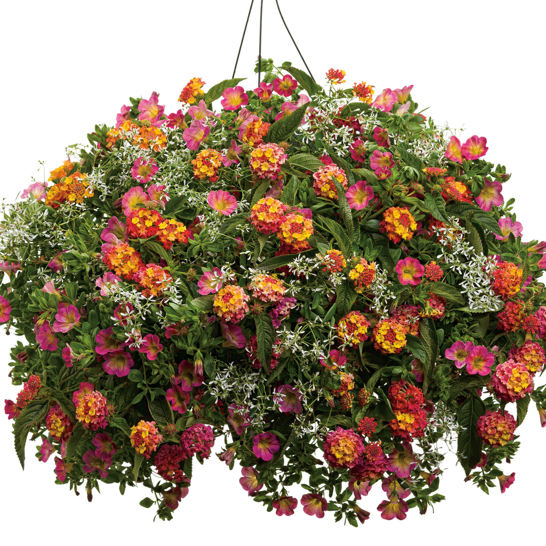 Diamond Frost® Euphorbia
