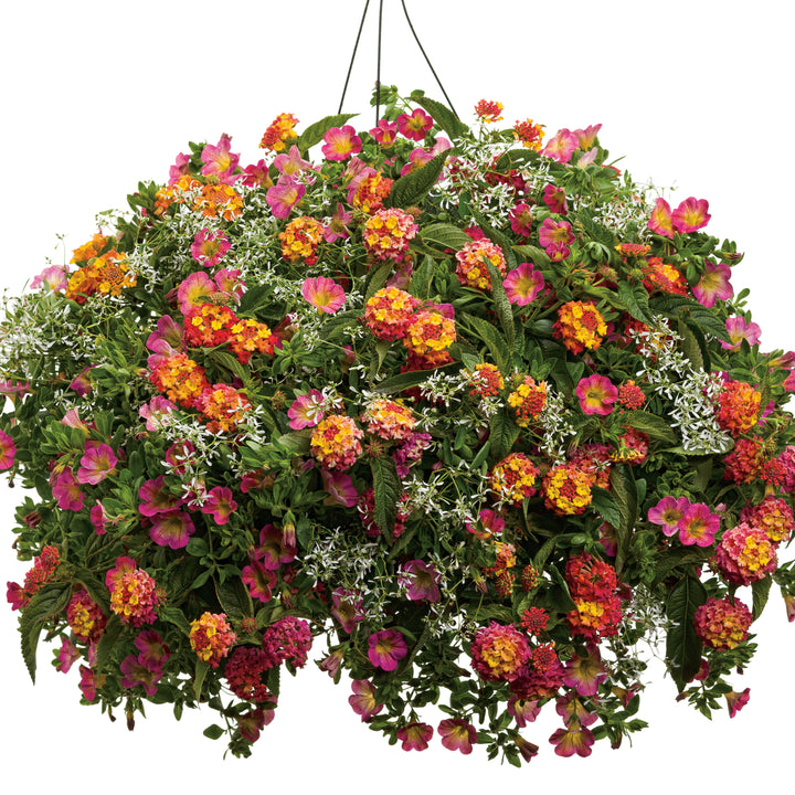 Diamond Frost® Euphorbia
