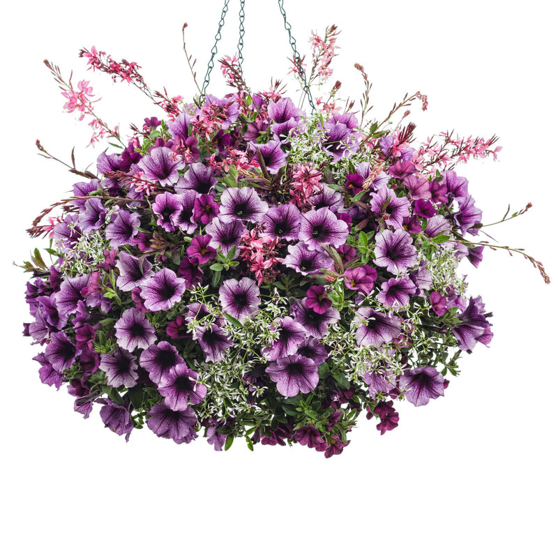 Diamond Frost® Euphorbia