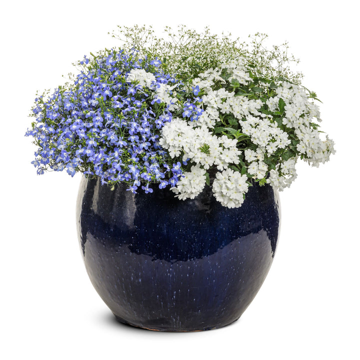 POWERS TO FLOWERS - ORIGANO CUBANO, PLECTRANTHUS AMBOINICUS, Ed ORIGANO Classico Bio Vaso 14cm 2 Piante Piante Vere POWERS TO FLOWERS - ORIGANO CUBANO, PLECTRANTHUS AMBOINICUS, Ed ORIGANO Classico Bio Vaso 14cm 2 Piante Piante Vere