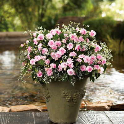 Diamond Frost Euphorbia in use.