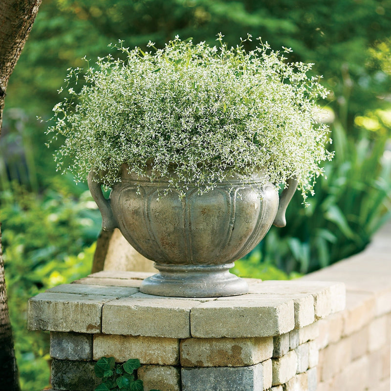 Diamond Frost Euphorbia in use.