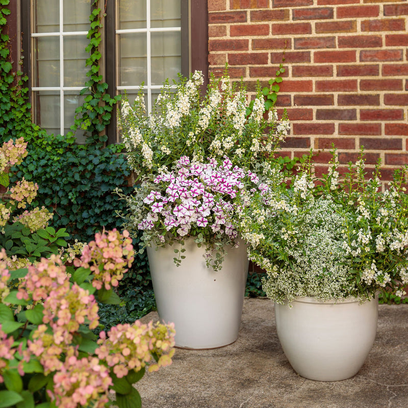 Diamond Frost® Euphorbia