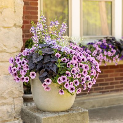 Diamond Frost® Euphorbia