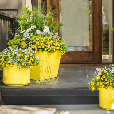 Diamond Frost® Euphorbia