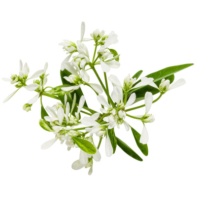 Diamond Frost® Euphorbia