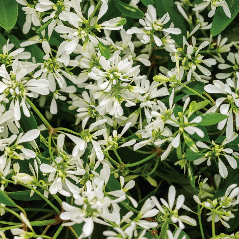 Diamond Snow Euphorbia up close.