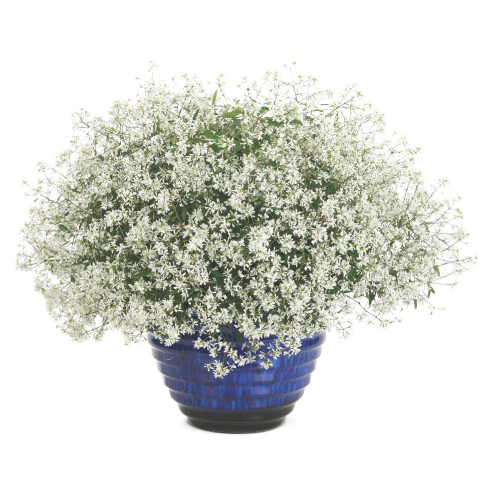 Diamond Snow® Euphorbia
