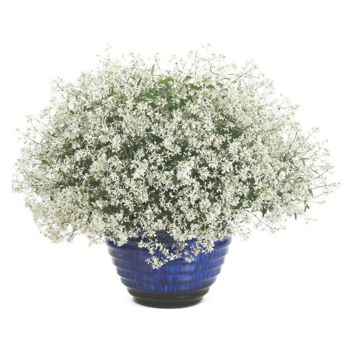 Diamond Snow® Euphorbia