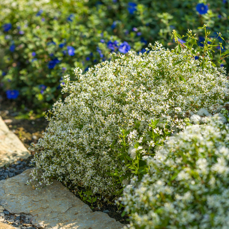 Diamond Snow Euphorbia in focus.