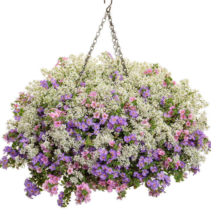 Diamond Snow® Euphorbia