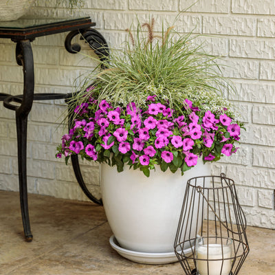 Diamond Snow® Euphorbia