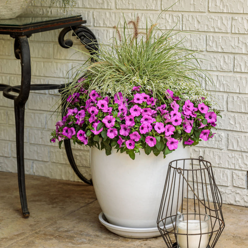 Diamond Snow® Euphorbia