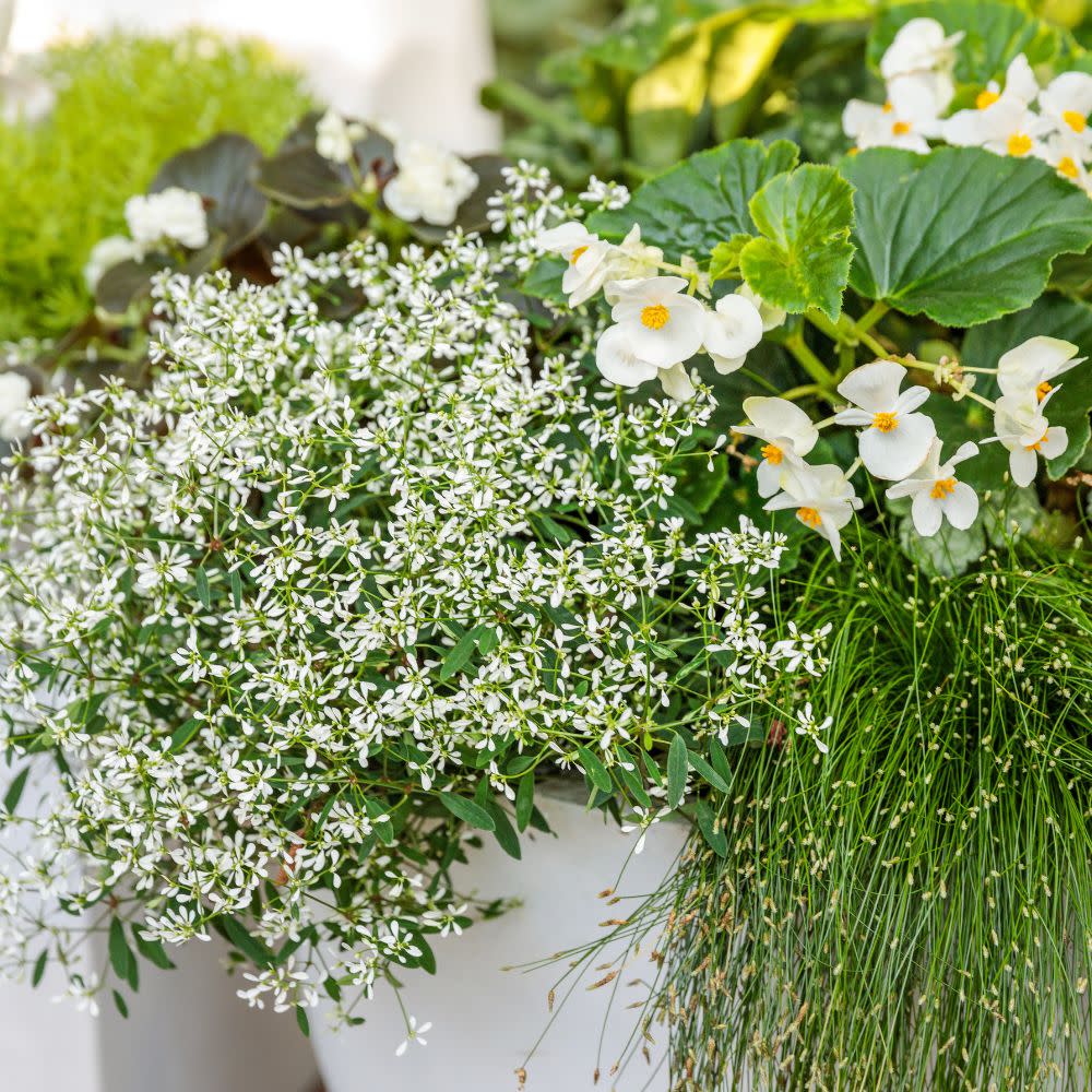Diamond Snow® Euphorbia