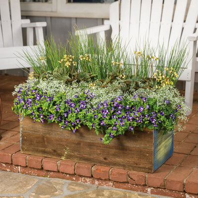 Diamond Snow® Euphorbia