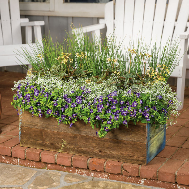 Diamond Snow® Euphorbia