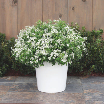 Diamond Snow® Euphorbia