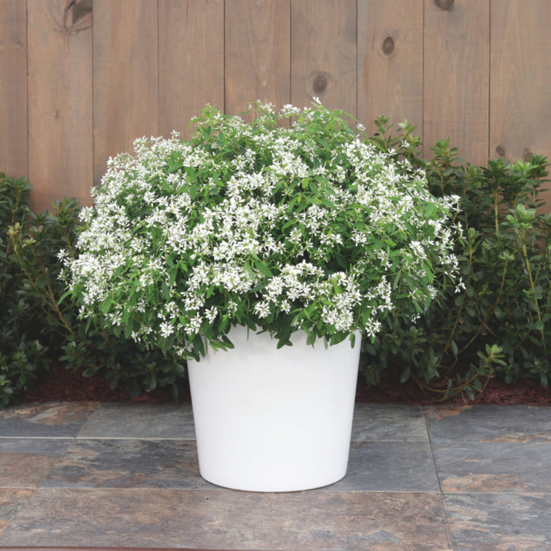 Diamond Snow® Euphorbia