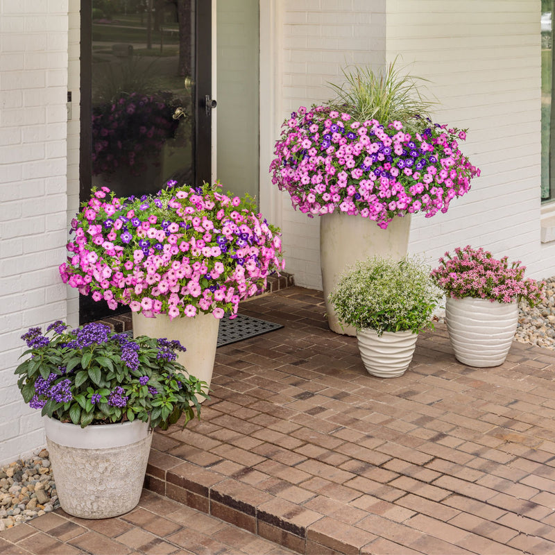 Diamond Snow® Euphorbia